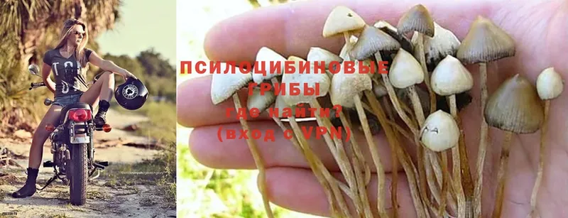 MEGA ONION  закладки  дарк нет клад  Галлюциногенные грибы MAGIC MUSHROOMS  Крым 